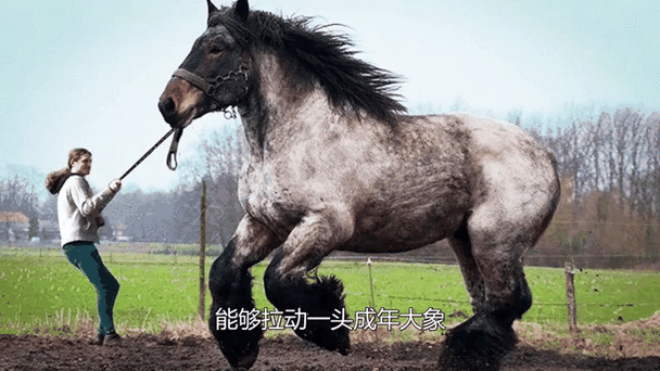 养10头马一年的利润多少缩略图