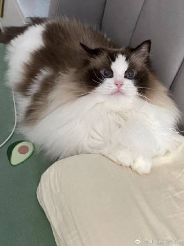 皮猴最新版本下载猫咪缩略图