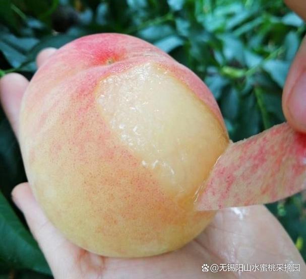 成熟的水蜜桃缩略图