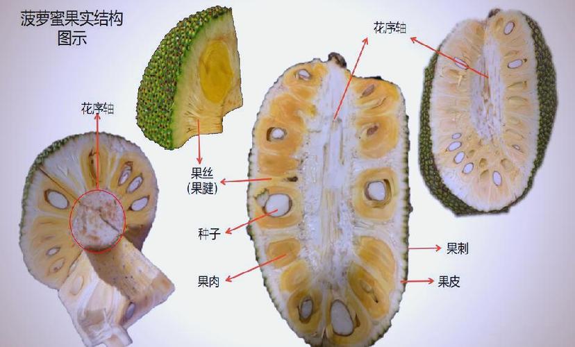 菠萝蜜切开了还会熟吗缩略图