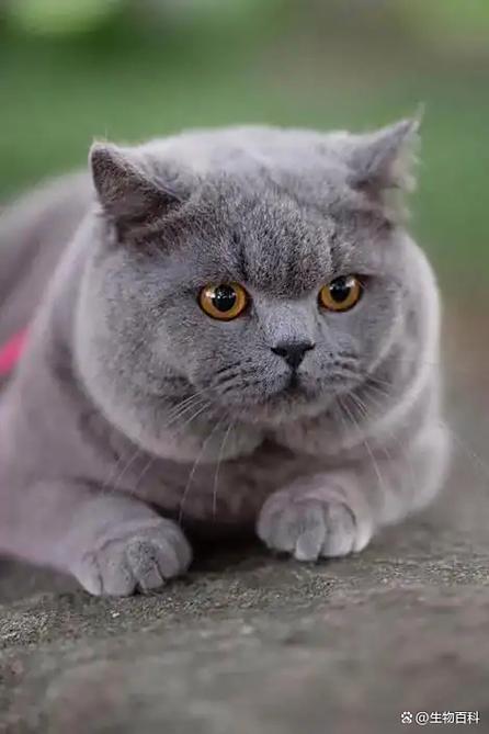 蓝猫视频账号密码图标
