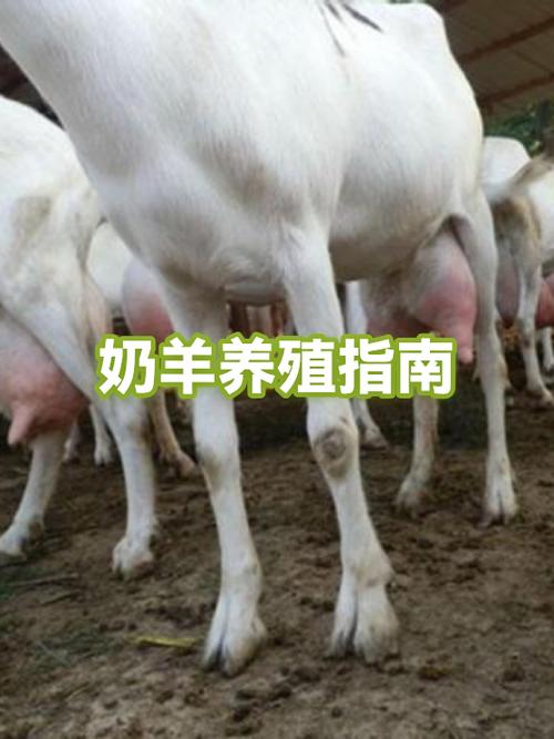 奶山羊养殖技术与管理缩略图