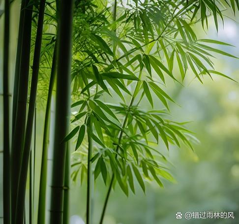 吹竹叶视频教程缩略图