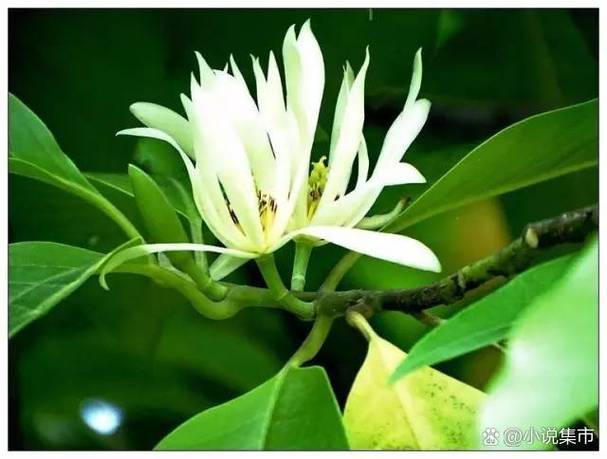 马上花到底是谁的女儿