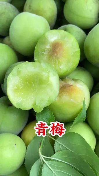 青梅青梅是什么意思图标