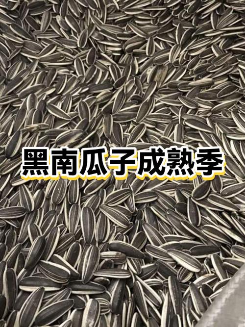 黑南瓜子从哪来缩略图