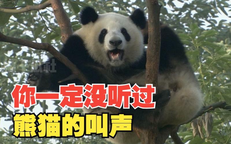 熊猫的叫声mp3试听