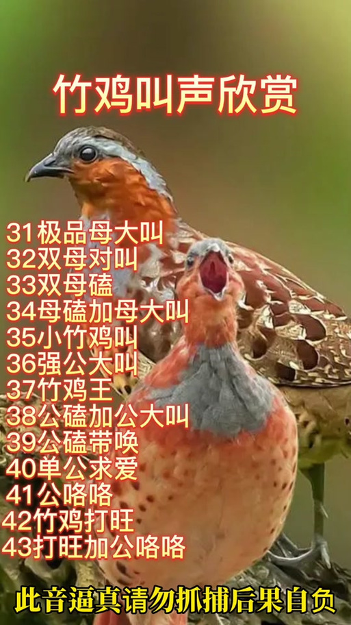 小鸡叫声缩略图