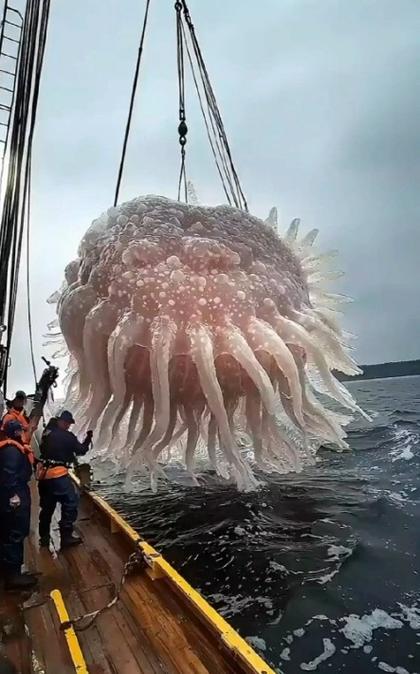 海绵宝宝和派大星一起抓水母的壁纸