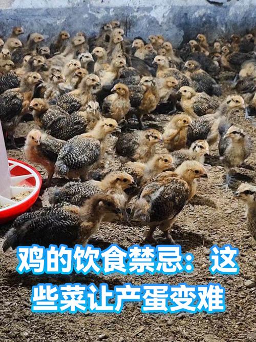 鸡不能吃什么食物