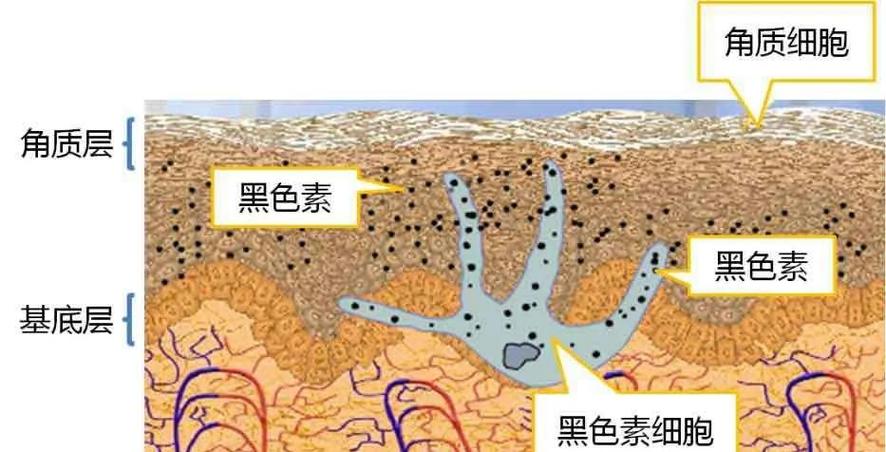 脸慢慢变黑是什么原因缩略图