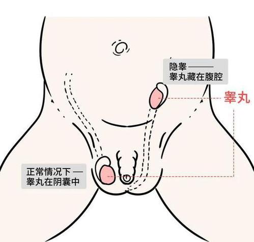 男人的睾丸脱皮是怎么回事缩略图