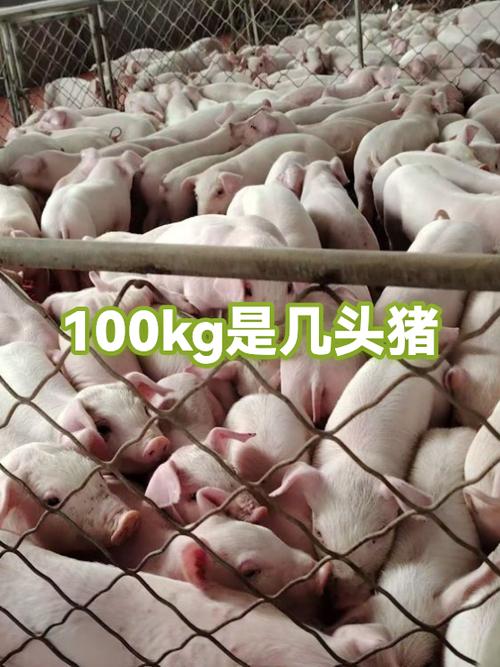 养殖100头猪国家补贴吗