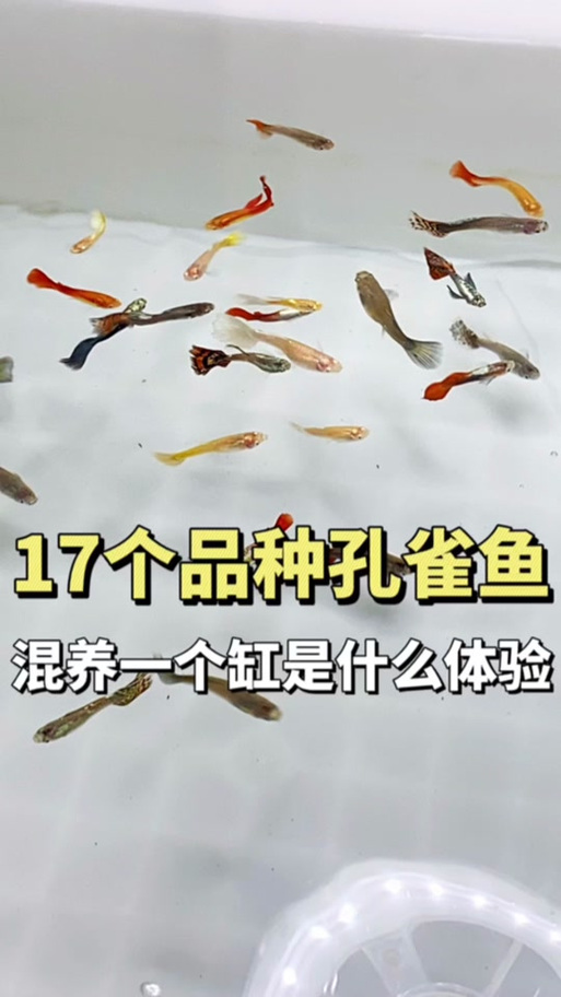 孔雀鱼品种混养问题缩略图