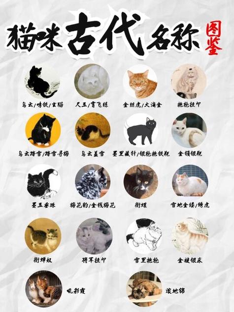 橘猫穿越到古代卖货游戏截图