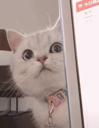 抖音火的 动态猫表情包缩略图