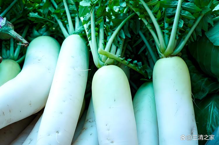 萝卜的相关资料缩略图