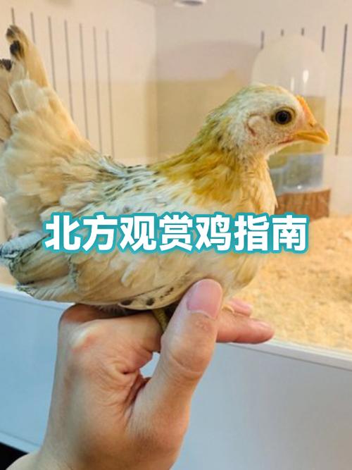 仙鸡是什么品种的鸡缩略图
