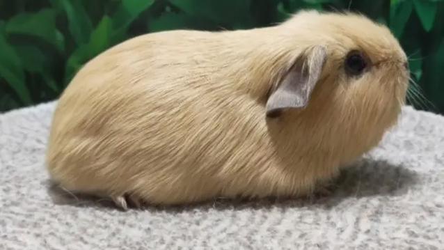 荷兰猪的品种缩略图