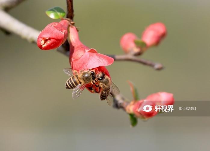 蜜蜂辛勤的采花蜜缩略图