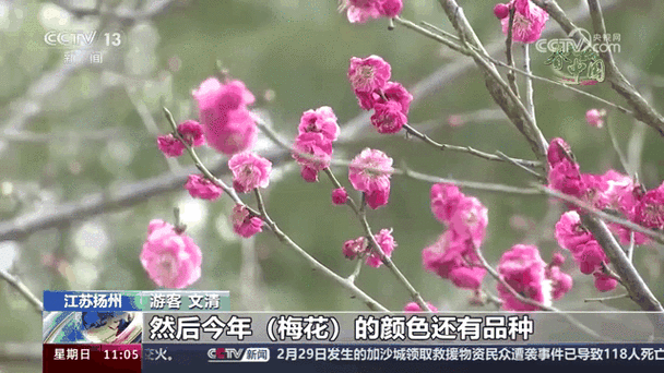 梅花视频app改名了叫什么名字游戏截图