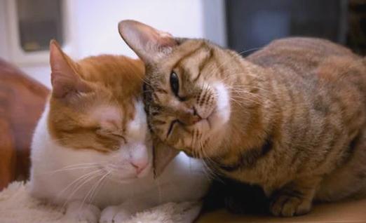 猫咪用头蹭人要警惕图标