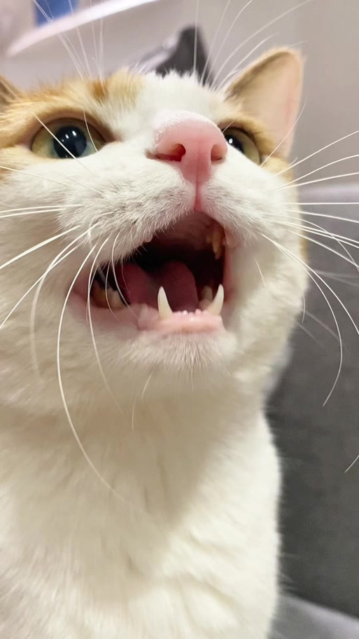 猫咪叫声很小怎么办