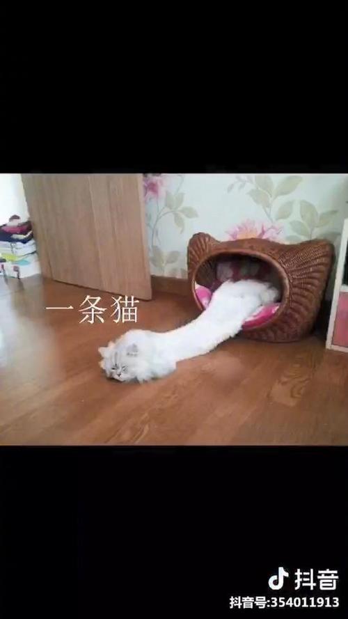 液体猫购物app下载