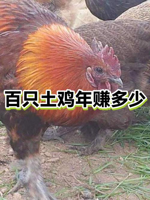 养100只鸡一年能赚多少钱游戏截图
