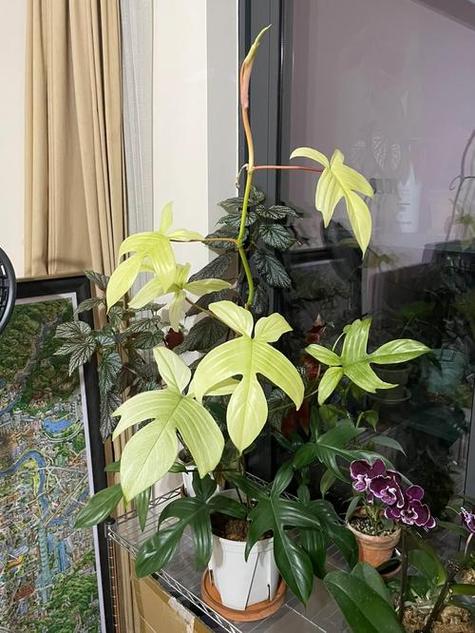 树叶绿色变成蓝色