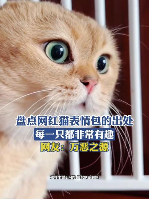 网红猫咪表情包缩略图