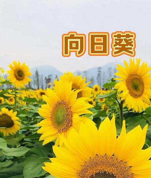 向日葵视频的优缺点图标