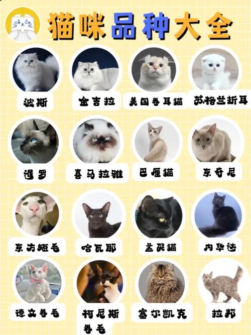 小猫的品种大全图片缩略图