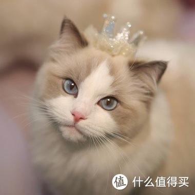 布偶猫是富人养还是穷人
