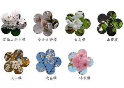 樱花品种区别图片缩略图
