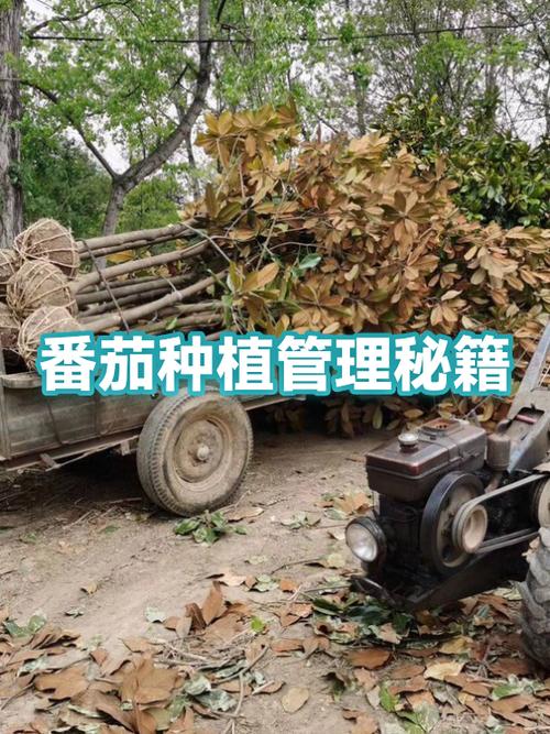 种植西红柿的管理方法缩略图