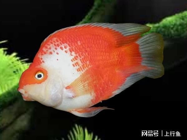 鱼缸里的红鱼为什么会变白图标