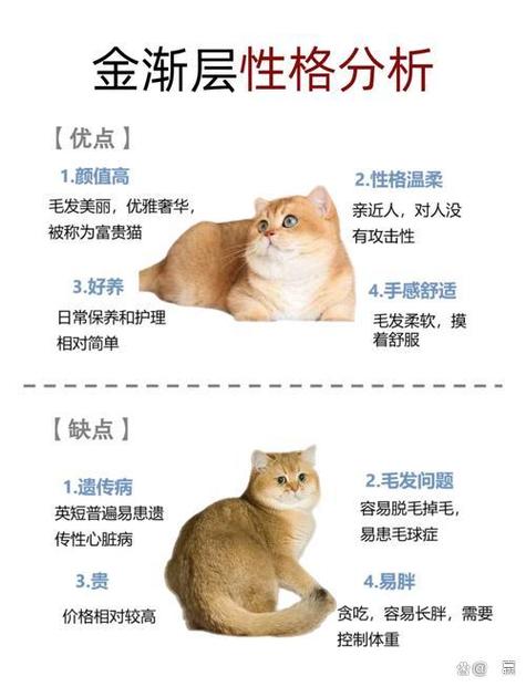 金渐层猫的性格特点缩略图