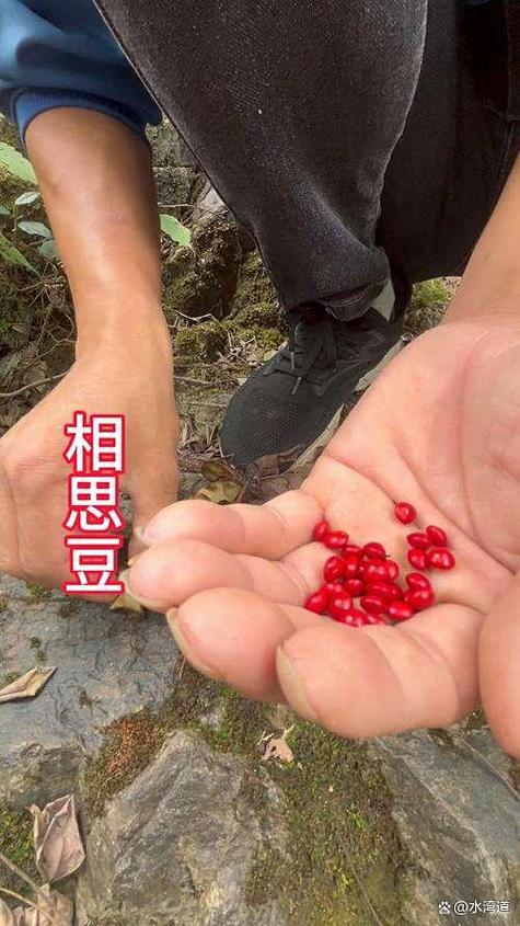 红豆和相思豆图标