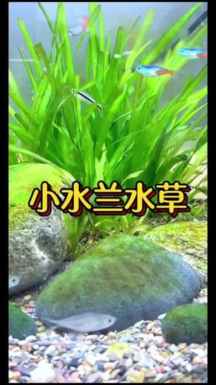 小水兰鱼缸造景真水草