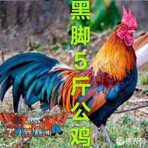 散养大公鸡广告词怎么写缩略图