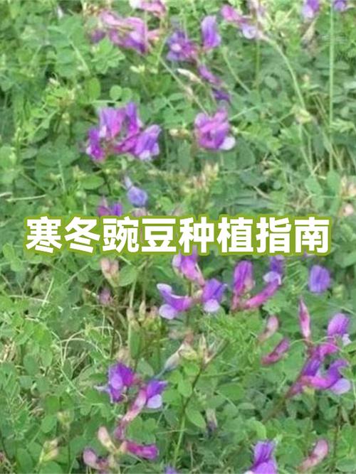 冬豌豆什么时候种