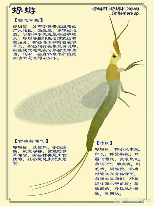 蜉蝣之翼缩略图