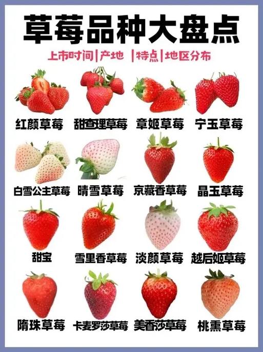 草莓最贵三个品种缩略图