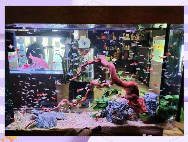 怎么去除鱼缸腥臭味缩略图