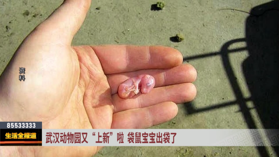 袋鼠生宝宝缩略图
