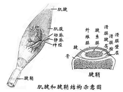 肌肉的辅助结构有哪四个