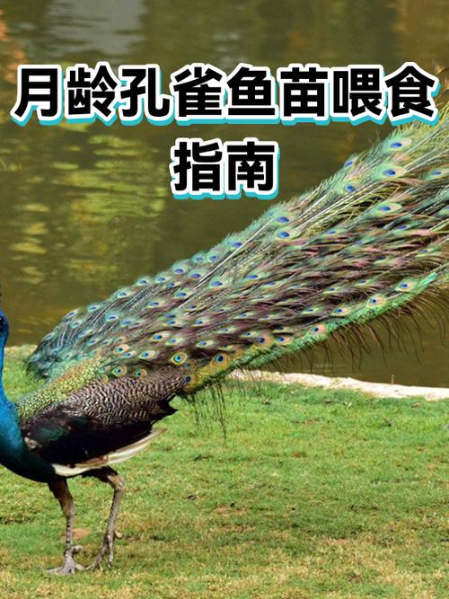 孔雀鱼出生多久喂食缩略图