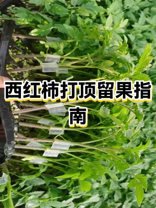 西红柿几层花打顶
