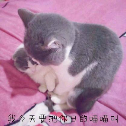 爱我的喵喵缩略图